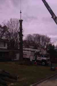 Removal of a Pin Oak tree.